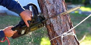 Best Fruit Tree Pruning  in Sun Prairie, MT