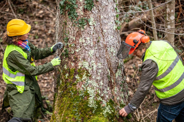 Sun Prairie, MT Tree Care Company