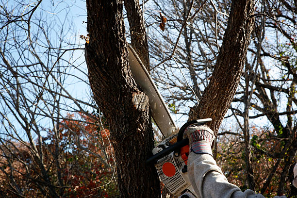 Best Storm Damage Tree Cleanup  in Sun Prairie, MT