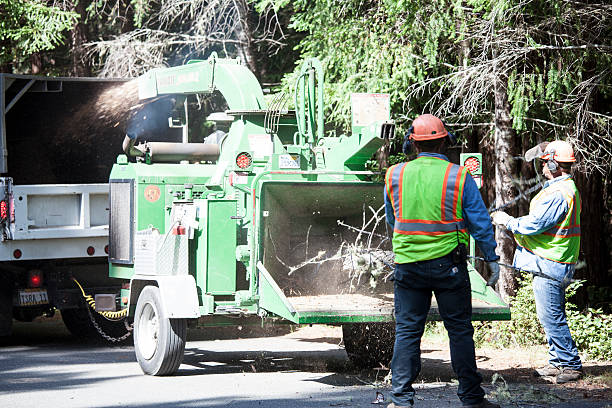 Leaf Removal in Sun Prairie, MT