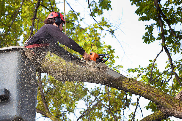 How Our Tree Care Process Works  in  Sun Prairie, MT