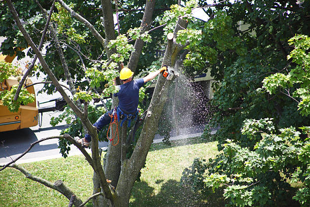 Best Tree Health Inspection  in Sun Prairie, MT